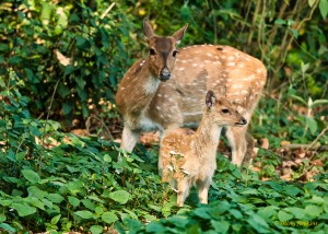 Delhi to Jim Corbett National park: A Perfect Road Trip