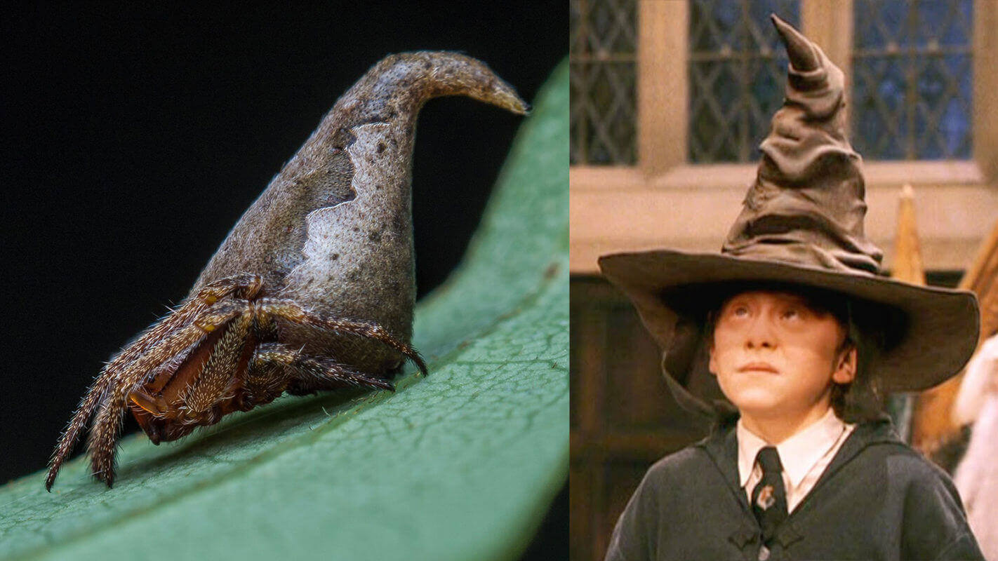 This is where Harry Potter’s sorting hat was spotted in India